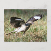 Mocking Bird Photo Briefkaart (Voorkant)