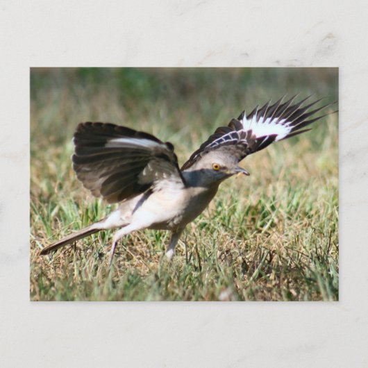 Mocking Bird Photo Briefkaart (Voorkant)