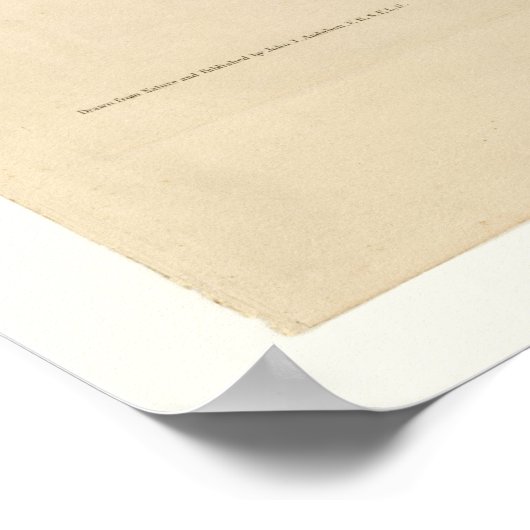 Mocking Bird Poster (Hoek)