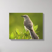 Mockingbird Bird Lovers Gifts Canvas Afdruk (Voorkant)