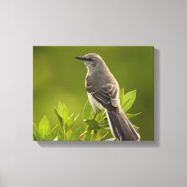 Mockingbird Bird Lovers Gifts Canvas Afdruk