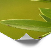 Mockingbird Bird Lovers Gifts Poster (Hoek)