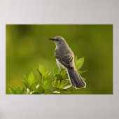 Mockingbird Bird Lovers Gifts Poster (Voorkant)