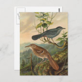 Mockingbird en Brown Thrasher Briefkaart (Voorkant / Achterkant)