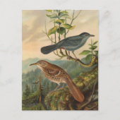 Mockingbird en Brown Thrasher Briefkaart (Voorkant)
