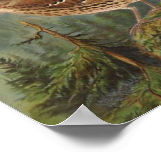 Mockingbird en Brown Thrasher Poster (Hoek)