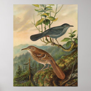 Mockingbird en Brown Thrasher Poster