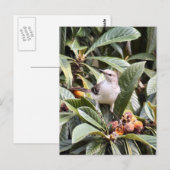 Mockingbird Foto Briefkaart (Voorkant / Achterkant)