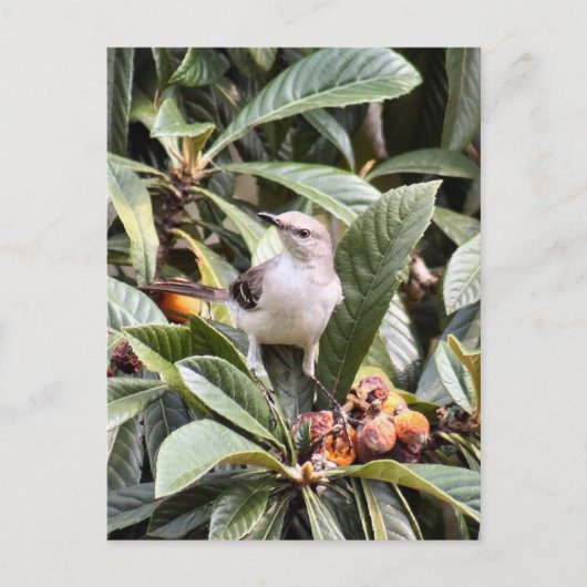 Mockingbird Foto Briefkaart (Voorkant)