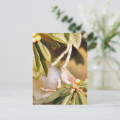 Mockingbird Foto Briefkaart (Staand voorkant)