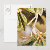 Mockingbird Foto Briefkaart (Voorkant / Achterkant)