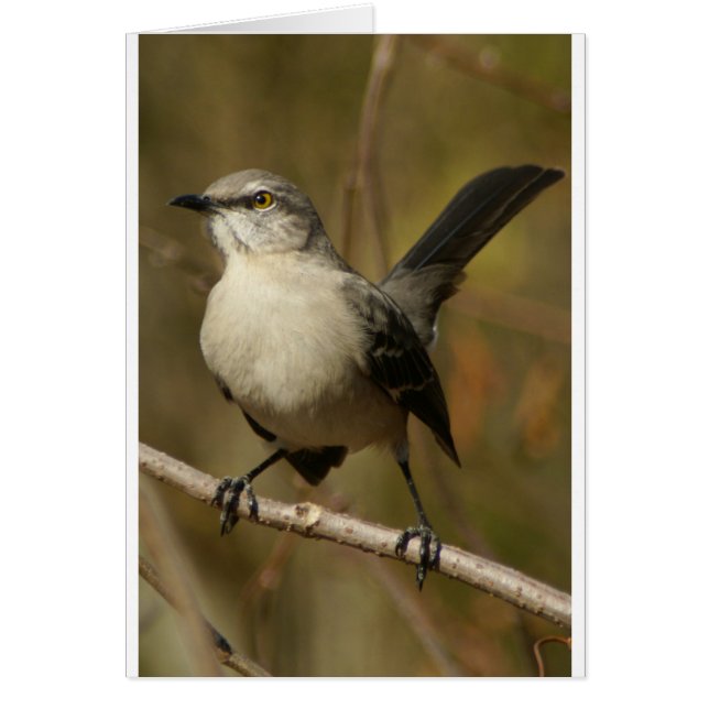 Mockingbird Ornithology (Voorkant)