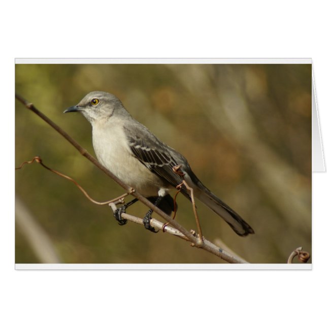 Mockingbird Ornithology (Voorkant Horizontaal)