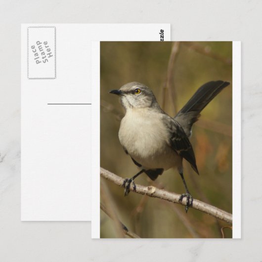 Mockingbird Ornithology Briefkaart (Voorkant / Achterkant)