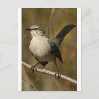 Mockingbird Ornithology Briefkaart