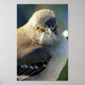 Mockingbird's Crown Poster (Voorkant)