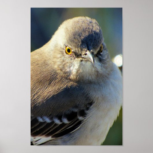 Mockingbird's Crown Poster (Voorkant)