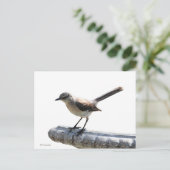 Mockingvogel Briefkaart (Staand voorkant)