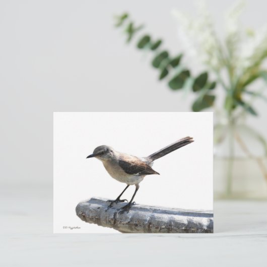 Mockingvogel Briefkaart (Staand voorkant)