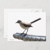 Mockingvogel Briefkaart (Voorkant / Achterkant)