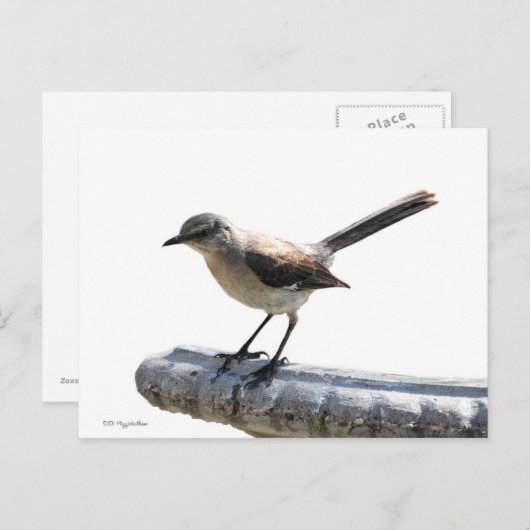 Mockingvogel Briefkaart (Voorkant / Achterkant)