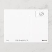 Mockingvogel Briefkaart (Achterkant)