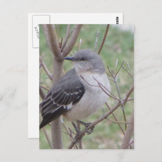 Mockingvogel Briefkaart (Voorkant / Achterkant)