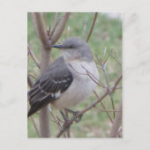 Mockingvogel Briefkaart (Voorkant)