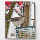 Mockingvogel Fotoplaat (Voorkant)