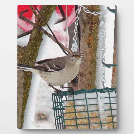 Mockingvogel Fotoplaat (Voorkant)