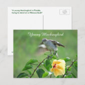 Mockingvogel Hibiscus Briefkaart (Voorkant / Achterkant)