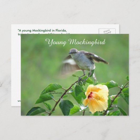 Mockingvogel Hibiscus Briefkaart (Voorkant / Achterkant)