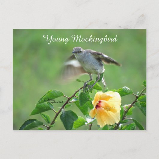 Mockingvogel Hibiscus Briefkaart (Voorkant)