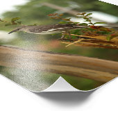 Mockingvogel in een Crepe Myrtle-boom Foto Afdruk (Hoek)