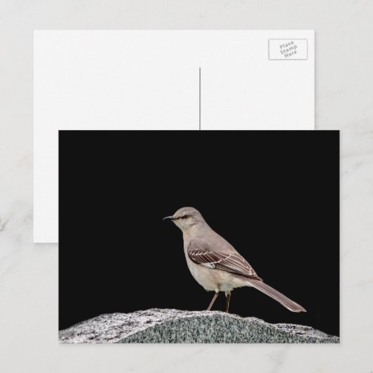 Mockingvogel op een grafsteen briefkaart (Voorkant / Achterkant)