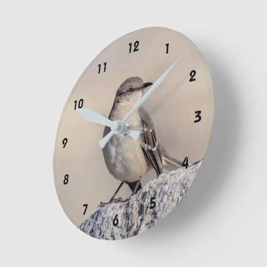 Mockingvogel op een rots ronde klok (Hoek)