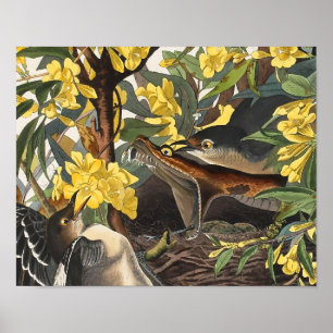 Mockingvogels, John James Audubon Poster