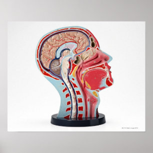 Model hoofdsectie poster