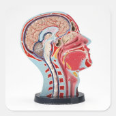 Model hoofdsectie vierkante sticker (Voorkant)