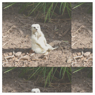 Model in het wild: White Meerkat Posing voor Camer Stof