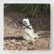 Model in het wild: White Meerkat Posing voor Camer