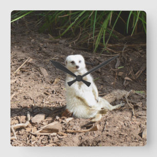 Model in het wild: White Meerkat Posing voor Camer Vierkante Klok