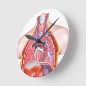 Model intern menselijk lichaam op witte achtergron ronde klok (Hoek)