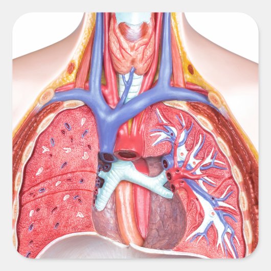 Model intern menselijk lichaam op witte achtergron vierkante sticker (Voorkant)