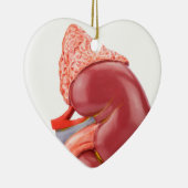 Model van de menselijke nier buiten keramisch ornament (Rechts)