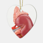 Model van de menselijke nier buiten keramisch ornament (Links)
