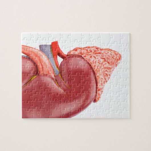 Model van de menselijke nier buiten legpuzzel (Horizontaal)