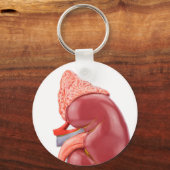 Model van de menselijke nier buiten sleutelhanger (Voorkant)