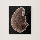 Model van het menselijk brein, studioshot legpuzzel (Verticaal)
