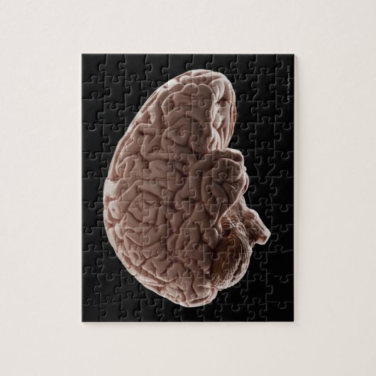 Model van het menselijk brein, studioshot legpuzzel (Verticaal)